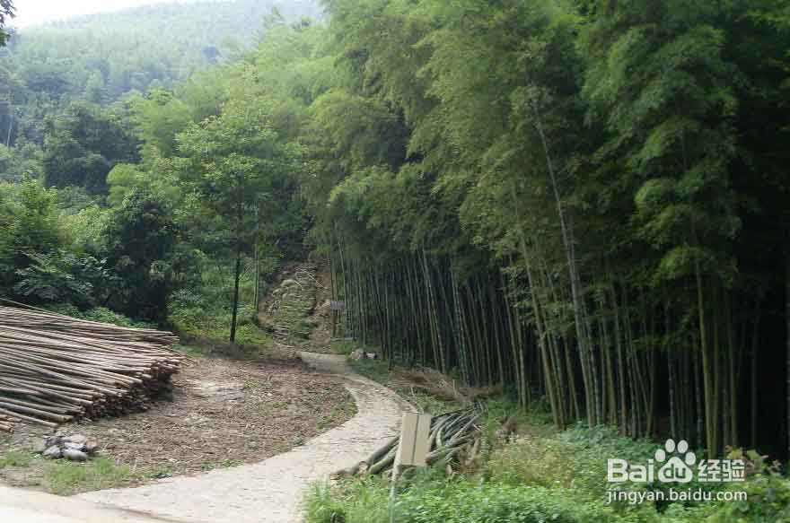 宜兴张公洞 · 宜兴2日游—竹海、张公洞-百度经 宜兴实景照片