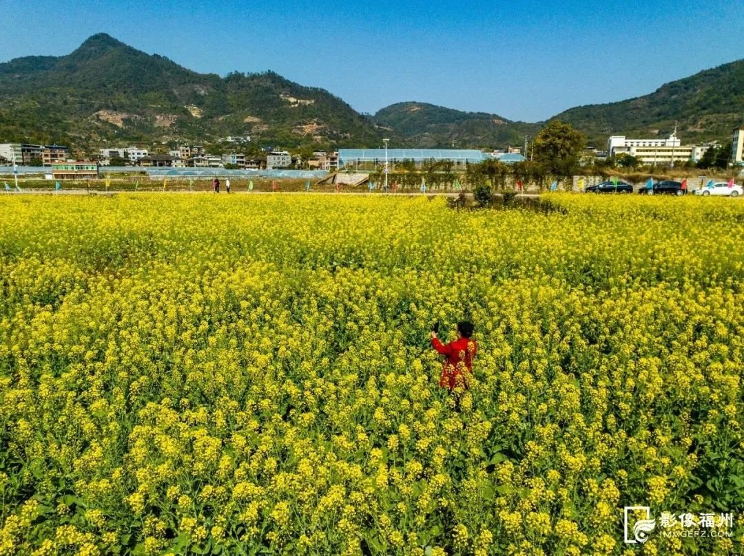 田园乡村 · 油菜花开，遍地金黄_福州要闻_新 宜兴实景照片