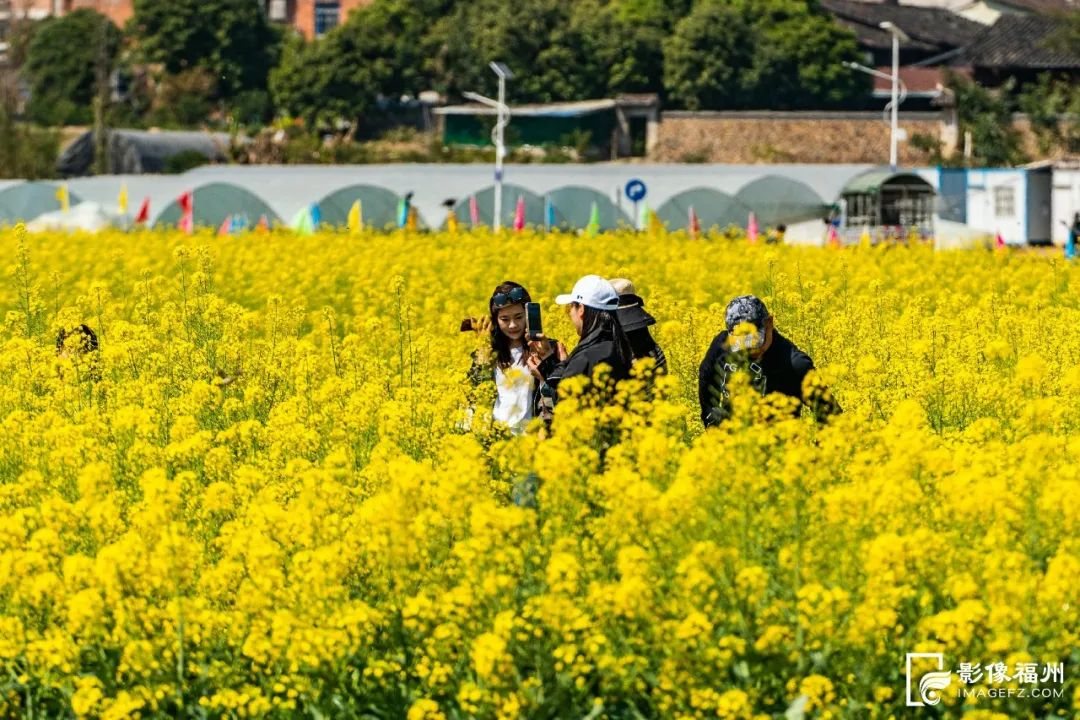 宜兴油菜花 · 油菜花开，遍地金黄_视觉_福州新 宜兴实景照片