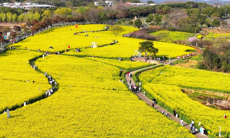 宜兴油菜花 · 小小的油菜花，原来这么“有文化” 宜兴实景照片
