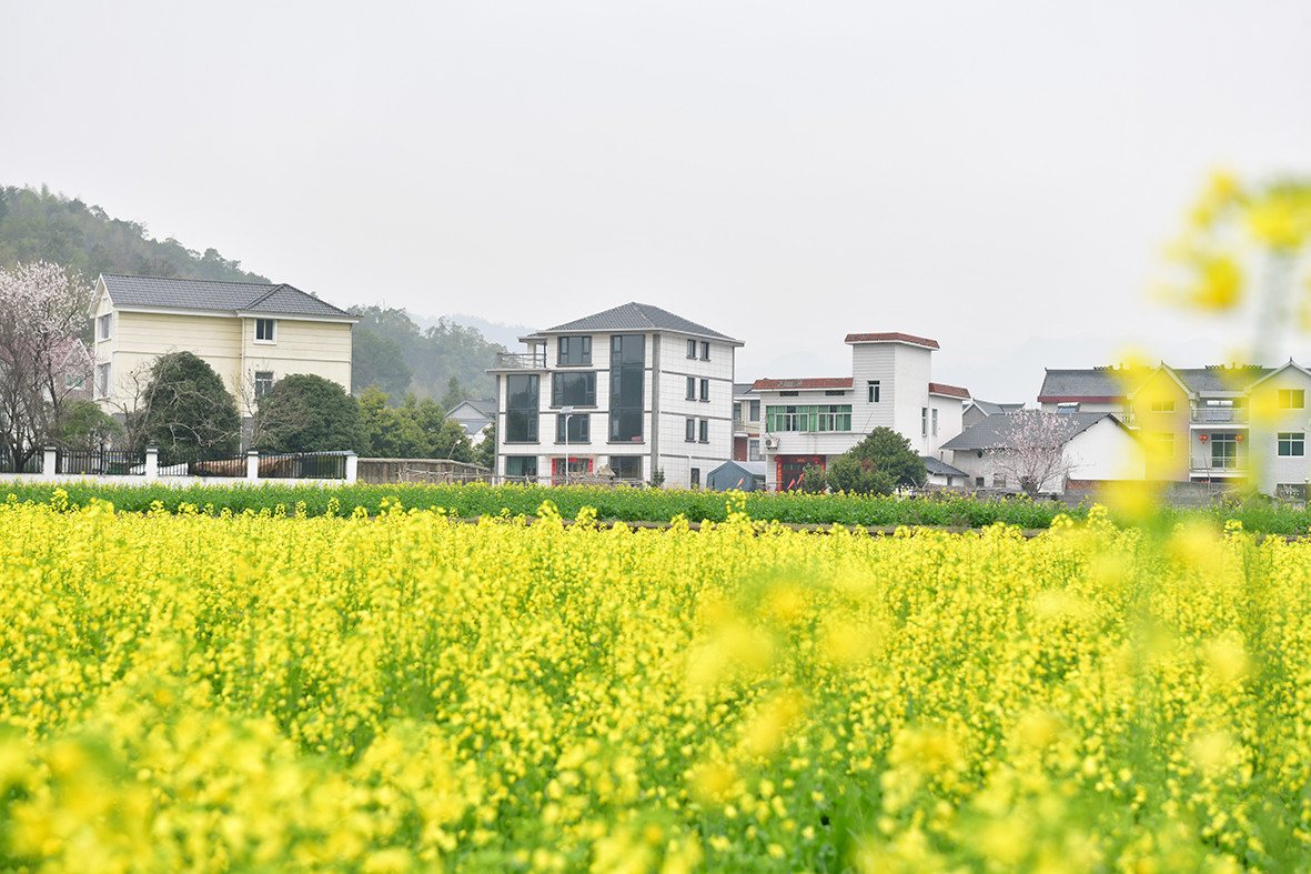 田园乡村 · 油菜花开 扮靓乡村 | 时政要闻 宜兴实景照片