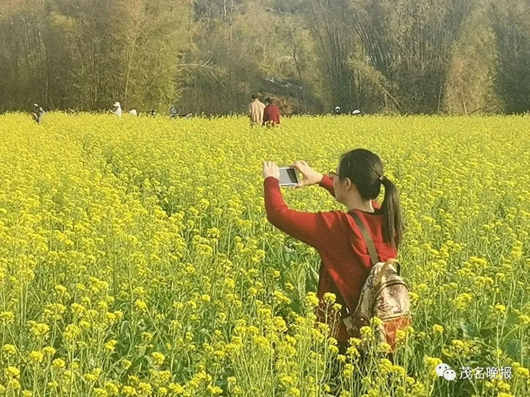 宜兴油菜花 · 茂名：上百亩！信宜油菜花海盛放， 宜兴实景照片