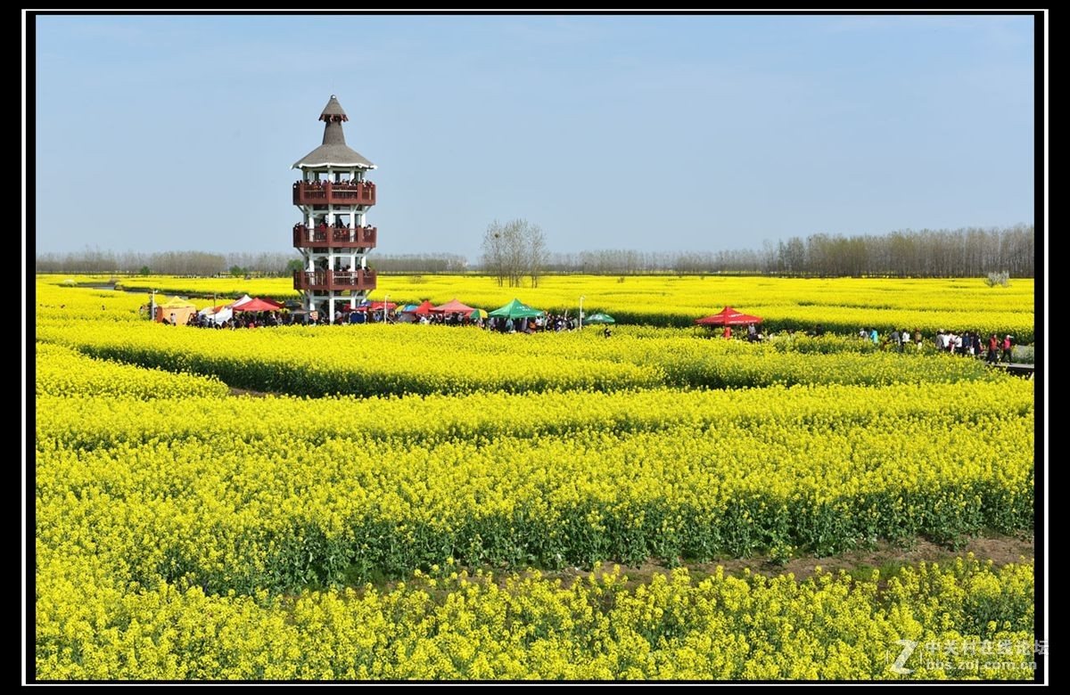 宜兴油菜花 · 兴化油菜花-中关村在线摄影论坛 宜兴实景照片