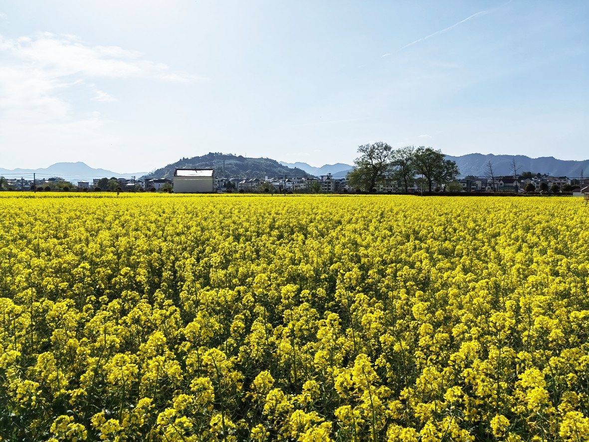 田园乡村 · 油菜花开 景致如画 | 新闻及时 宜兴实景照片