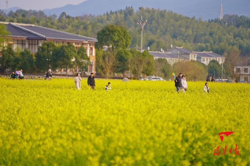 田园乡村 · 油菜盛开美如画 宜兴实景照片