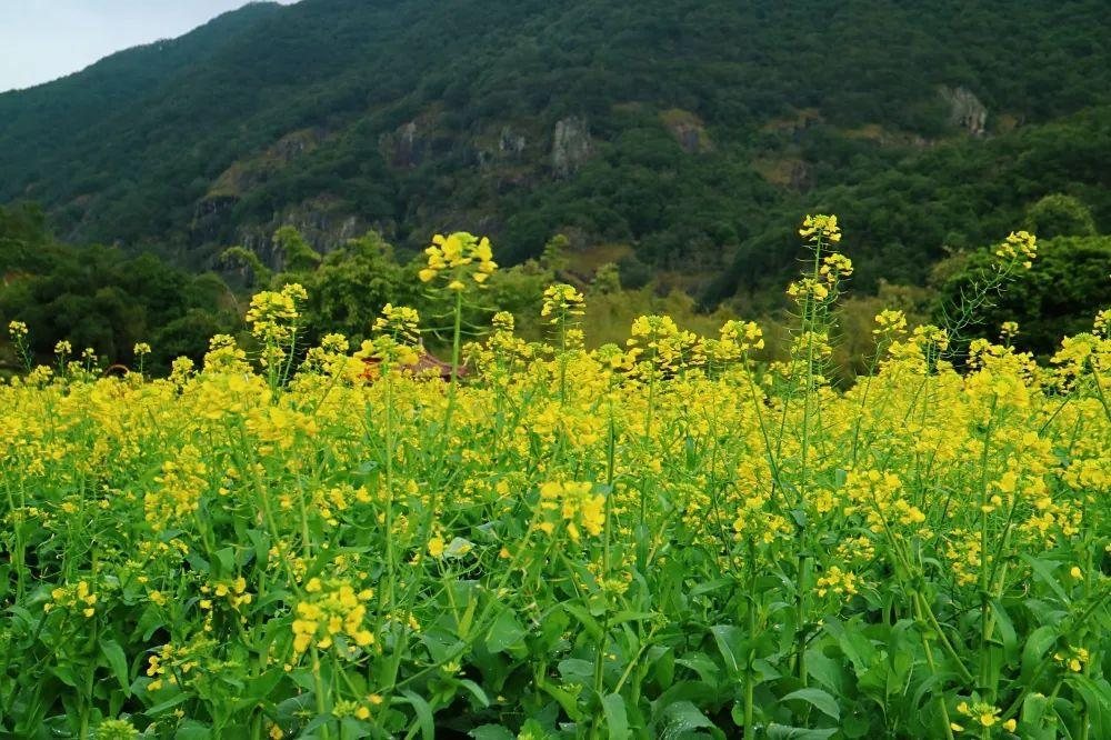 宜兴油菜花 · 永泰这片油菜花开啦！绝美春光等你 宜兴实景照片
